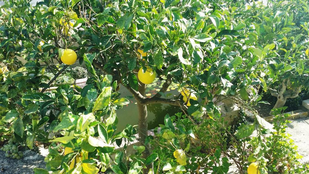 Apartamento Sole E Fiori Di Sicilia Valderice Exterior foto