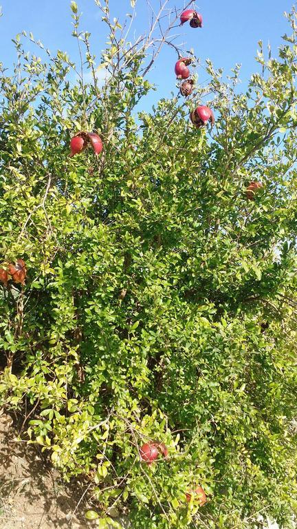 Apartamento Sole E Fiori Di Sicilia Valderice Exterior foto