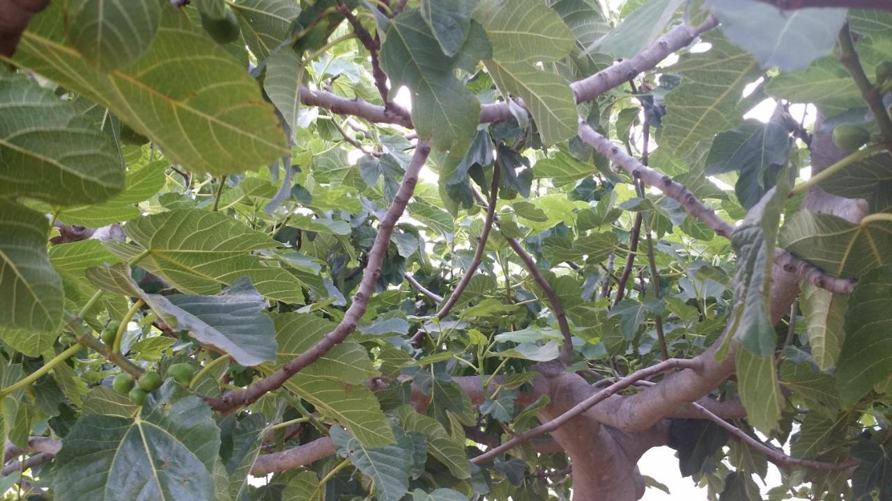 Apartamento Sole E Fiori Di Sicilia Valderice Exterior foto